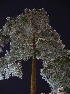 pihamänty