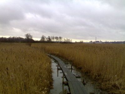 Lammassaareen johtavat pitkospuut
