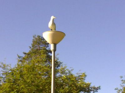 Kalalokkiemo hädissään
