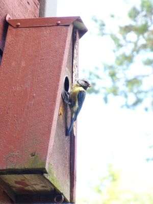 Sinitiainen ruokkii poikasiaan