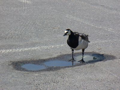 Valkoposkihanhi ja ikioma lammikko