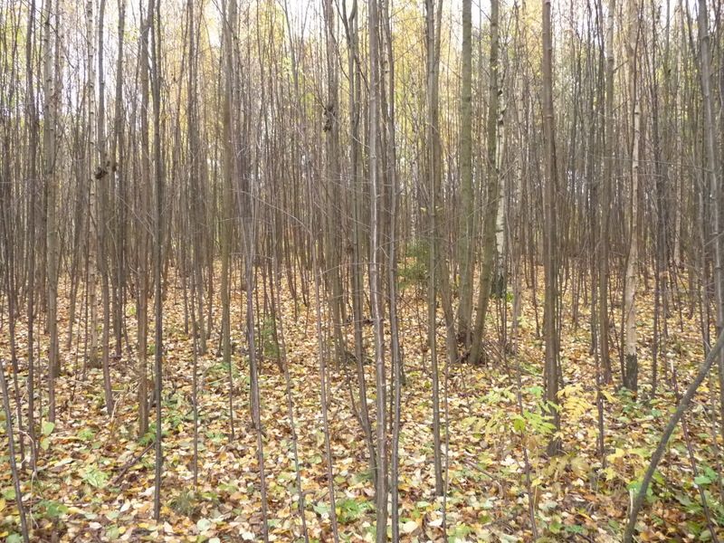 Syksyistä metsää Vuosaaren kartanon vieressä Syksyistä metsää Vuosaaren kartanon vieressä