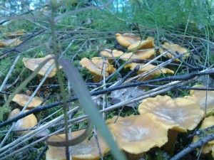 Kanttarelleja löytyi melkoisesti Kanttarelleja löytyi melkoisesti