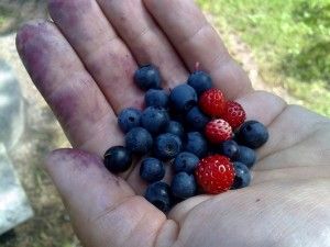 Mustikat ja mansikat suoraan pihalta Mustikat ja mansikat suoraan pihalta