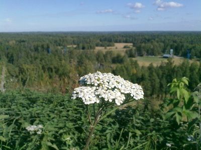 Monet kasvit ovat vielä täydessä kukassaan