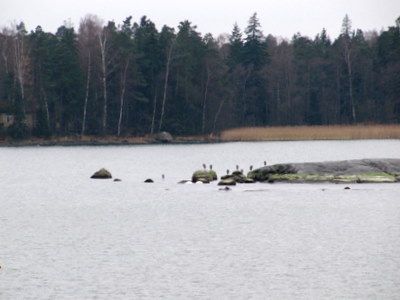Harmaahaikarat luodolla - 12x optinen zoomi Harmaahaikarat luodolla - 12x optinen zoomi