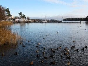 Pikku-Kallahti: VVK ja sinisorsat