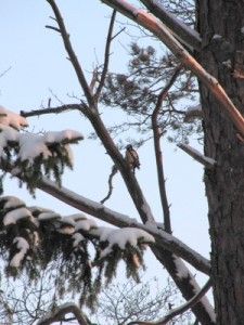 Käpytikkanaaras männynkävyn kimpussa pajallaan Käpytikkanaaras männynkävyn kimpussa pajallaan