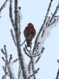 Taviokuurna - Pinicola Enucleator