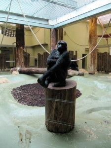 Gorilla poseeraa