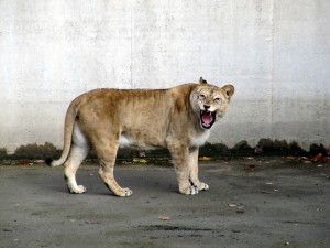 Leijonanaaras vihaisena