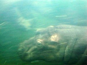 Uiva Hippo