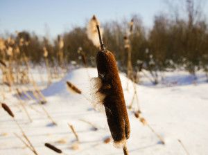 Osmankäämi - viikko-8-2013