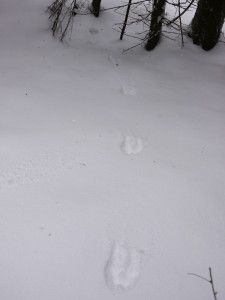Kärppä?