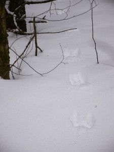 Liekö kärppä loikkinut?