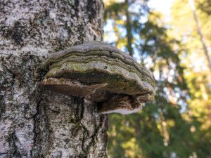Kääpä lahossa koivussa